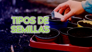 Tipos de semillas